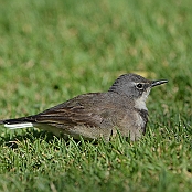 "Cape Wagtail" Oudtshoorn, South Africa